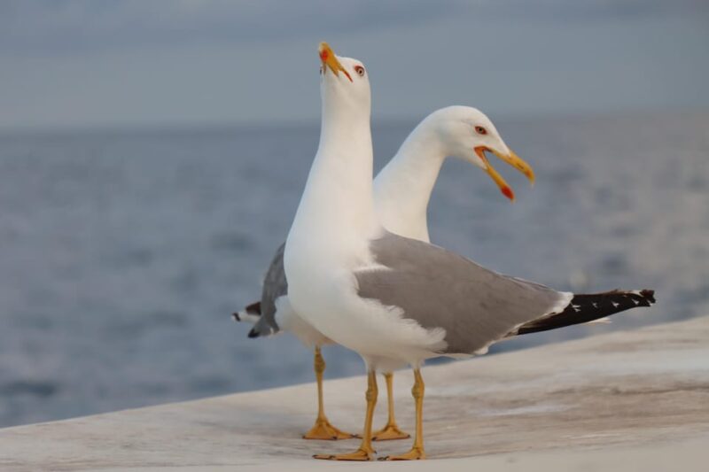 Full day boat-trip Medulin, blue Cave, Cres + dolphin search - Highlights and Review Balance