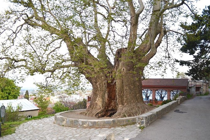 Full Day Bodbe Sighnaghi and Telavi Wine Tasting Tour - Practical Logistics and Additional Details