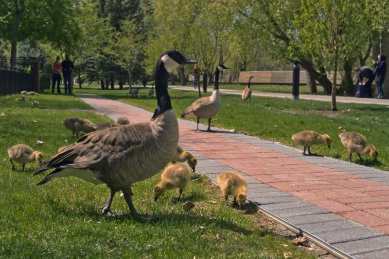 Full Day Calgary City Tour, Calgary Tower, Zoo, & More - Return to the Calgary Tower: The Final Stop