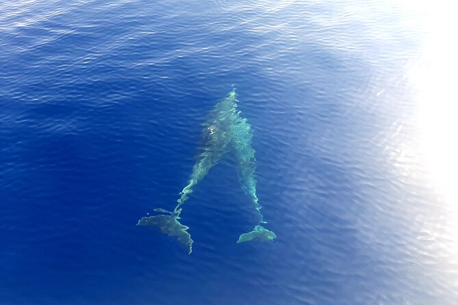 Full day catamaran tour in Alghero - Unique Water Activities from the Catamaran