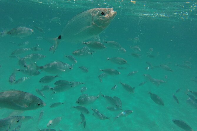 Full day catamaran tour in Alghero - The Experience of Skirting Capo Caccia’s Cliffs