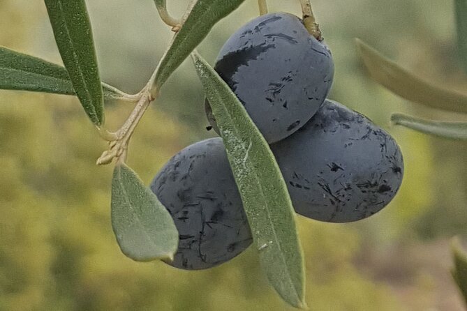 Full Day Deluxe Tour of Rhodes Including Lindos and Medieval City - Rhodes Old Town: A UNESCO World Heritage Treasure