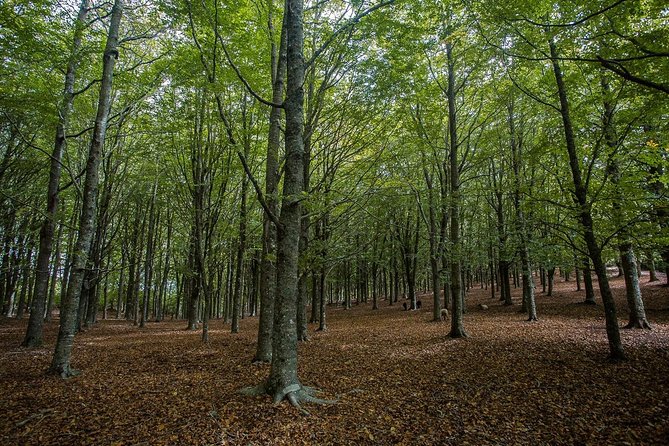 Full Day East Madeira - Pico do Ariero, Ribeiro Frio, Portela, Santana - Key Points