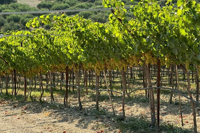 Full Day - Ecobike - Discover old villages & Wine tasting - The Sum Up: A Taste of Crete’s Countryside and Wine