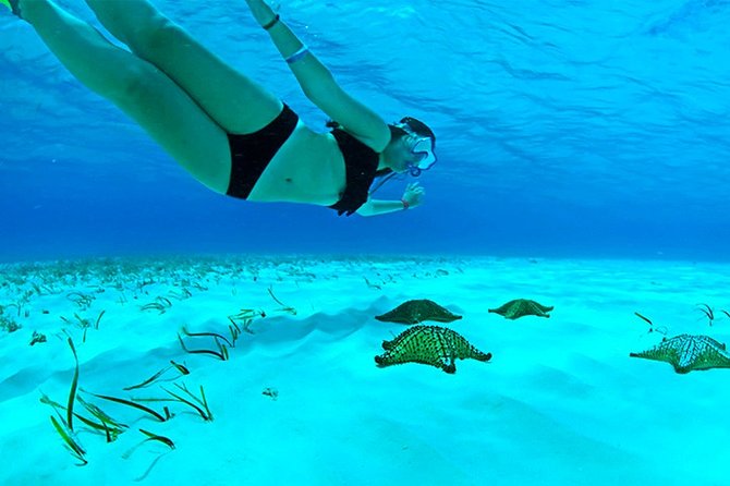 Full-Day El Cielo Snorkel Tour in Cozumel with Transportation and Lunch - Coral Reefs: Palancar and Colombia (or Alternatives)