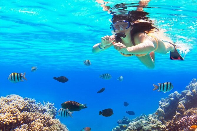 Full-Day El Cielo Snorkel Tour in Cozumel with Transportation and Lunch - Limitations and Considerations