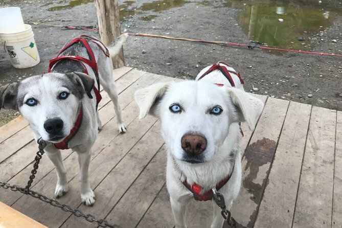 Full Day Emerald Lake Tour with or without Huskies - An Exclusive Full-Day Adventure in Skagway with a Personal Guide