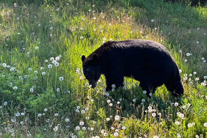 Full Day Emerald Lake Tour with or without Huskies - Key Points