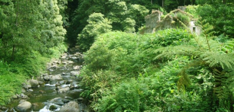 Full-Day Faial da Terra + Nordeste from Ponta Delgada - Discovering Faial da Terras Charm and History