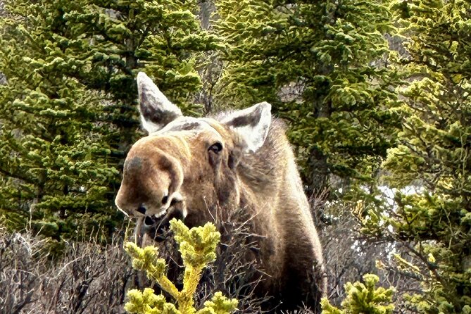 Full Day: Fairbanks to Denali Winter Adventure & SHERP Tour - Off-Road Sherp Expedition Across Icy Terrain
