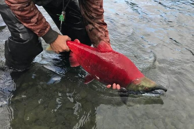 Full day fishing trips - Final Thoughts on the Kenai River Full-Day Fishing Trip
