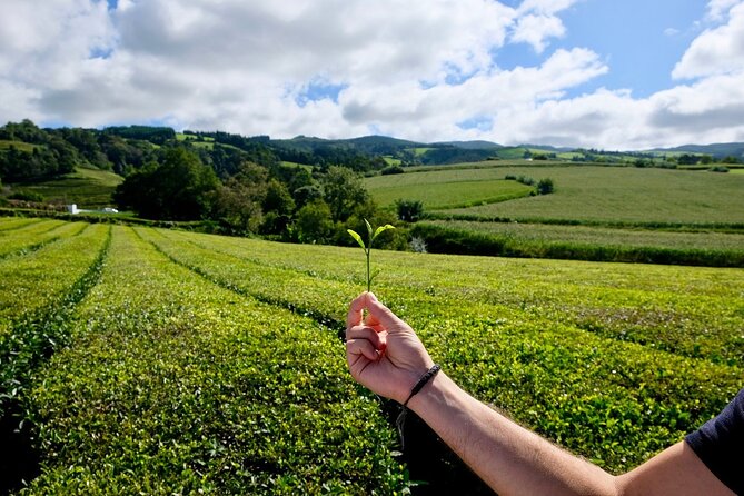 Full Day Furnas Volcano, With Traditional Lunch (East Tour) - The Culinary Experience: Cooking Cozido Underground
