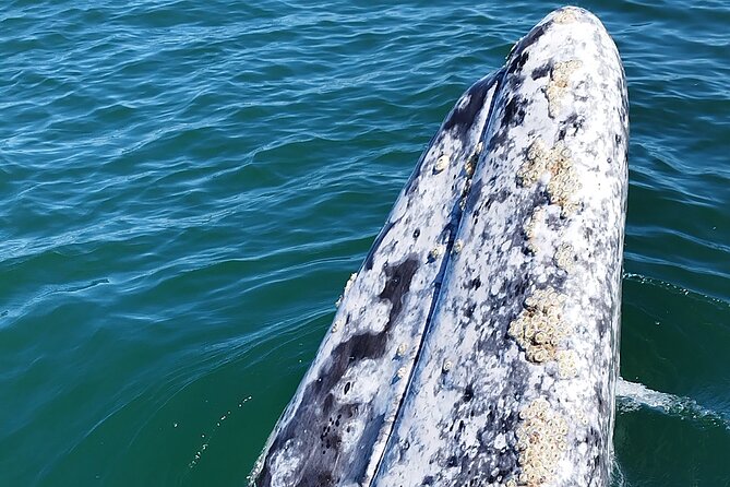 Full Day Gray Whale Watching Experience - Key Points