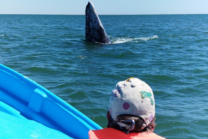 Full Day Gray Whale Watching Experience - The Role of the Marine Biologist on Board