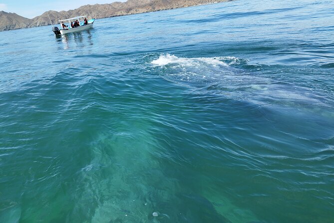 Full Day Gray Whale Watching Experience - Lunch at a Local La Paz Restaurant