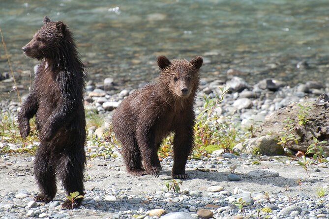 Full Day Grizzly Bear Tour to Bute Inlet - Logistics: Meeting Point and Comfort Level