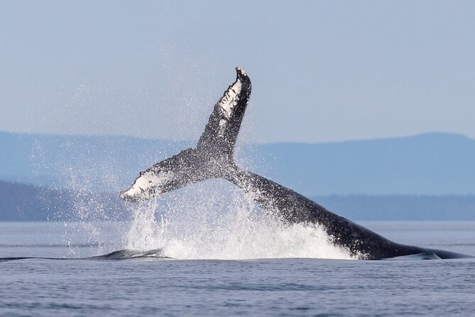 Full Day Grizzly Bear Tour to Bute Inlet - Booking, Cancellation, and Planning Tips