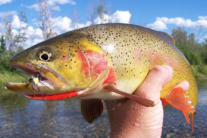 Full Day Guided Fly Fishing Trip From Jackson Hole - Experience the Best of Jackson Hole Fly Fishing for a Full Day