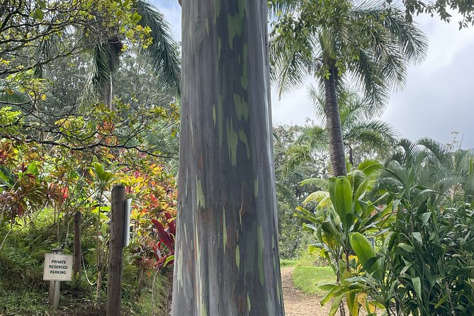 Full Day Guided Tour in Hana - Practical Tips for the Tour Day