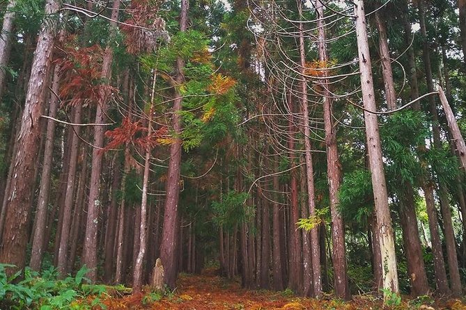 Full-Day Guided Tour in Pico Island - Discovering the Lava Tubes at Gruta das Torres