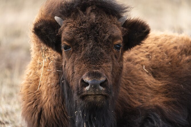 Full Day Guided Wildlife Photography Tour in Yellowstone - Capture Yellowstone’s Wildlife with a Guided Photography Tour from Bozeman