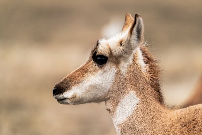 Full Day Guided Wildlife Photography Tour in Yellowstone - Yellowstone’s Lamar Valley: America’s Serengeti for Photographers