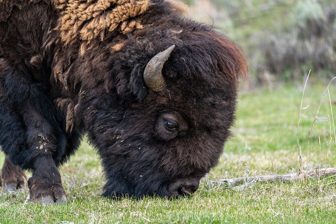 Full Day Guided Wildlife Photography Tour in Yellowstone - Logistics: Meeting, Transport, and Group Size