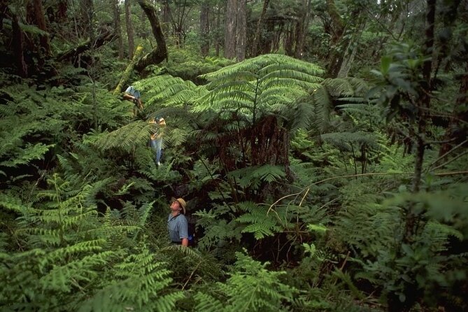 Full-Day Hakalau Forest Reserve Bird Watching Adventure - Native Plants, Carnivorous Caterpillars, and Spiders