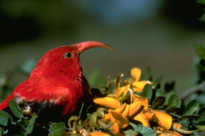 Full-Day Hakalau Forest Reserve Bird Watching Adventure - Physical Requirements and Accessibility