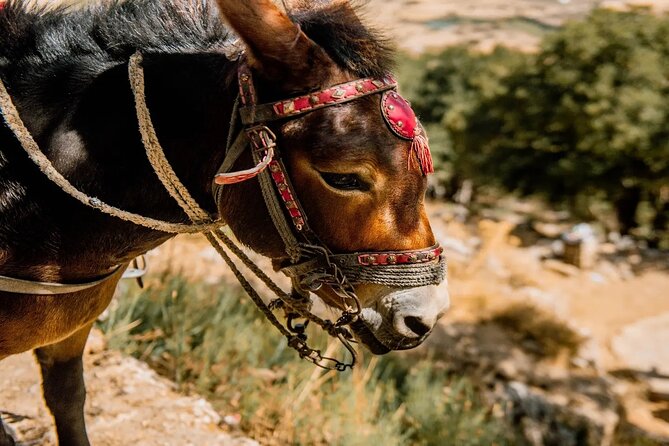 Full-Day/Half-Day Tour : Lasithi Plateau & Knossos Palace - Exploring the Palace of Knossos