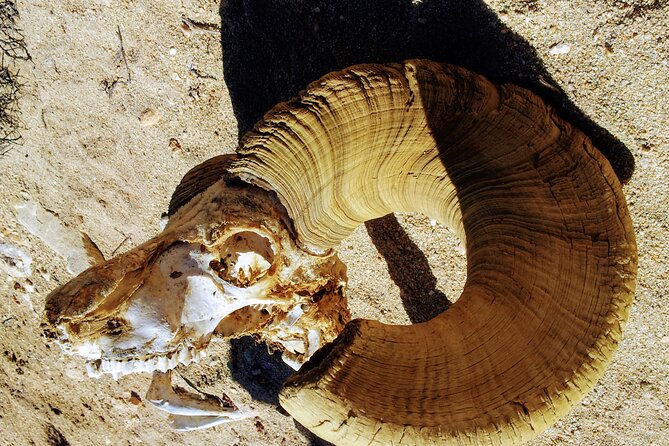 Full Day Hike in Joshua Tree National Park - Limitations and Considerations