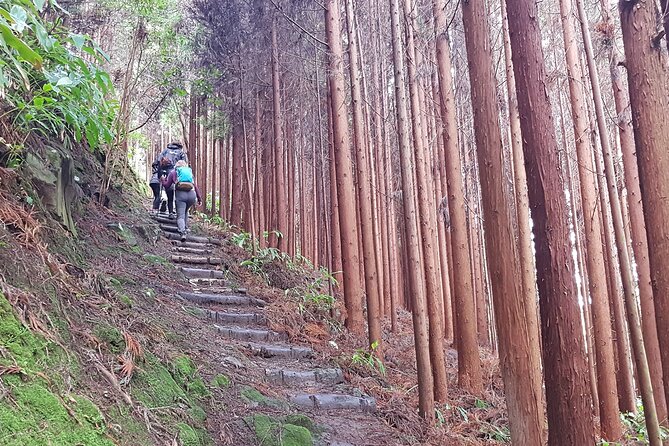 Full Day Hiking Trail Waterfalls- in Lomba de São Pedro - Azores - Practical Details and Group Size
