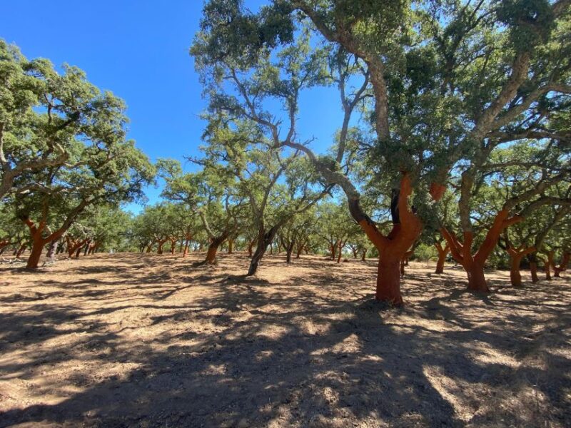Full Day in Évora from Lisbon - Key Points