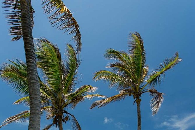 Full-Day Isla Contoy Sailing Nature Experience in Mujeres - Beachside Buffet and Open Bar