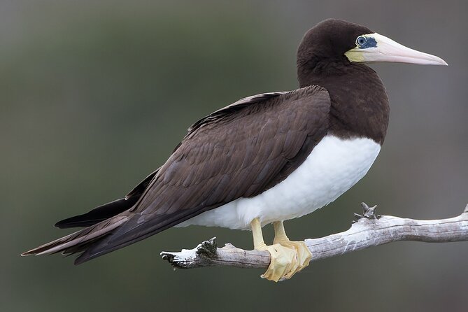 Full-Day Isla Contoy Sailing Nature Experience in Mujeres - Additional Fees and Considerations
