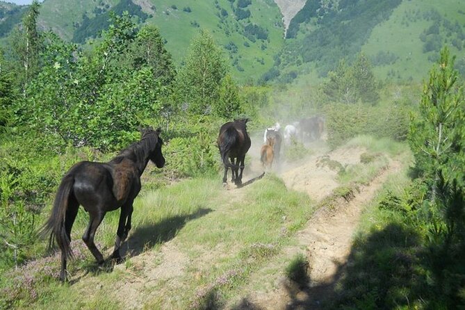 Full Day Jeep Safari Pelister Tour from Ohrid and or Bitola - Discover the Full Day Jeep Safari Pelister Tour from Ohrid and Bitola