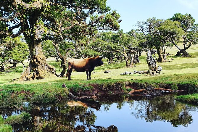 Full Day Jeep Safari Tour to Porto Moniz and Cabo Girão - Porto Moniz’s Natural Lava Pools and Optional Lunch