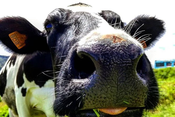 Full day jeep tour Nordeste with lunch included - Chance to Spot the Endemic Priolo Bird