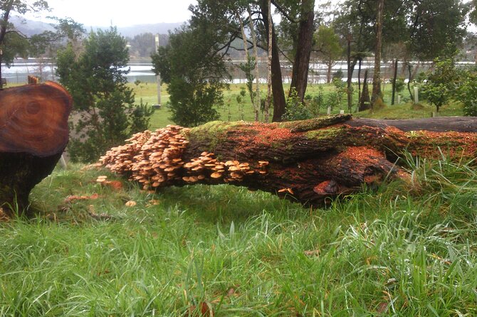 Full-Day Jeep Tour to Furnas - The Scenic Viewpoints of Caloura and Miradouro de Santa Iria