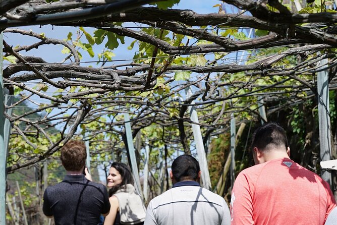 Full-Day Madeira Wine Tasting Tour with Lunch - Guided Wine Tastings and Cellar Tours