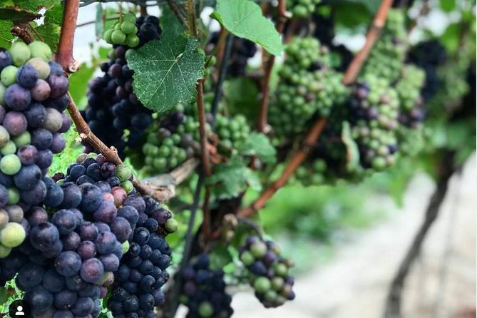 Full-Day Niagara-On-The-Lake Guided Wine and Charcuterie Tour - Visiting the Pillitteri Estates Winery: A Family Legacy