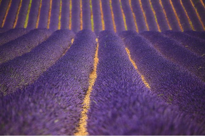Full Day Ocean of Lavender in Valensole from Avignon - Discover the Full Day Ocean of Lavender in Valensole from Avignon