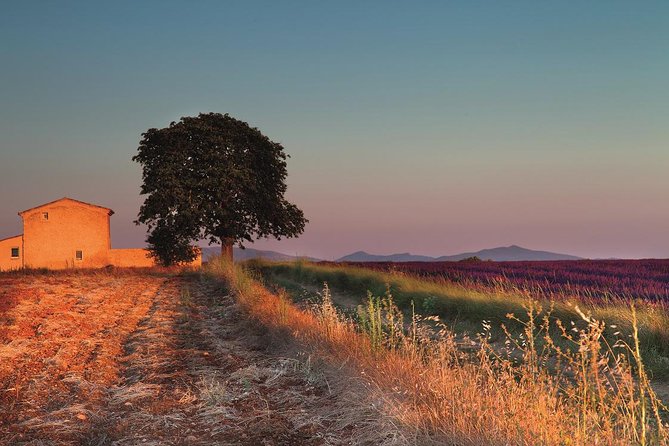Full Day Ocean of Lavender in Valensole from Avignon - Key Points