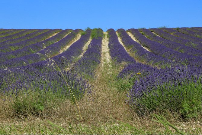 Full Day Ocean of Lavender in Valensole from Avignon - Walking Through the Endless Lavender Fields at Valensole