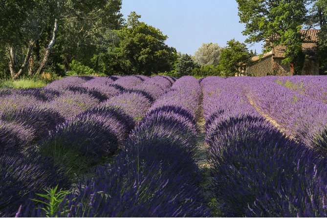 Full Day Ocean of Lavender in Valensole from Avignon - Discovering Aix-en-Provence’s Artistic Flair