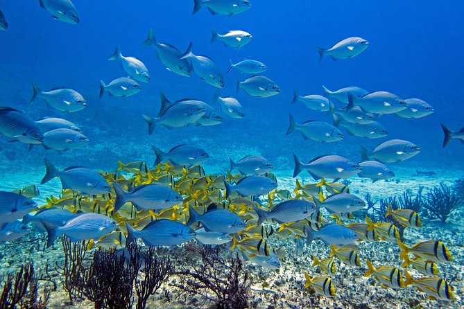 Full-Day Playa del Carmen Reef Diving Activity - The Transition from Pool to Reef: Boat Ride and Reef Environment