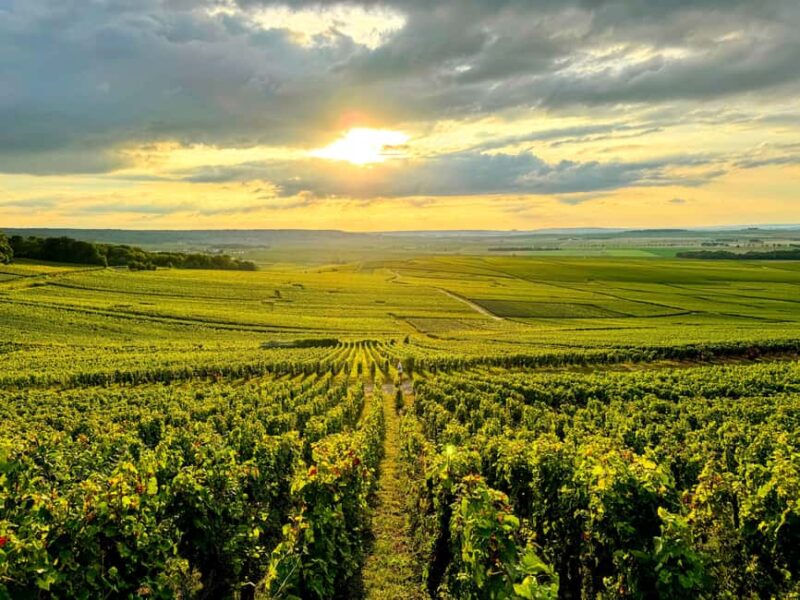 Full Day Pommery Small Group Tour - What to Expect During the Tour