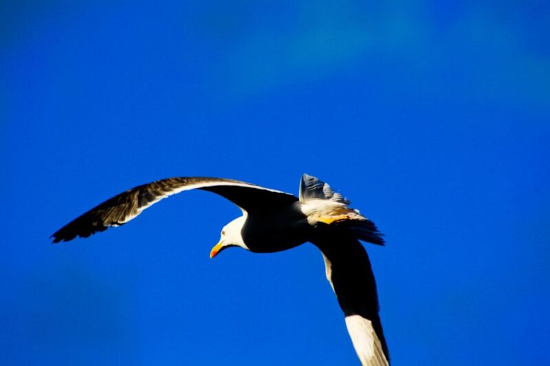 Full Day Ponta de São Lourenço - Natural Reserve - Key Points