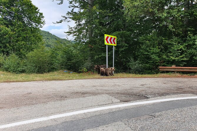 Full-Day Private Carpatian Garden with Dracula's Fortress - Wild Brown Bears - Private Transport and Guide — Flexibility and Comfort