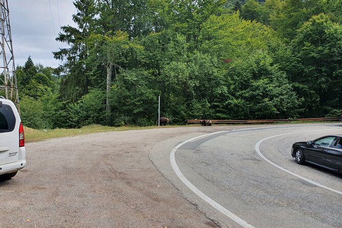 Full-Day Private Carpatian Garden with Dracula's Fortress - Wild Brown Bears - The Experience of the Brown Bears Near Vidraru Dam